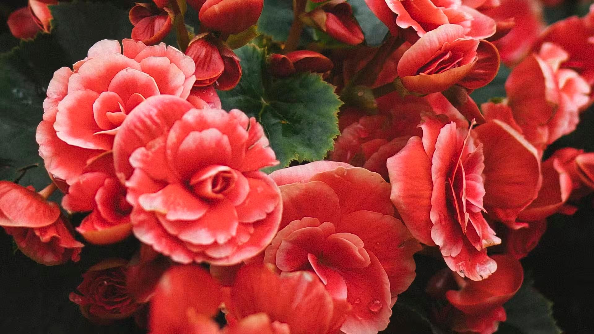 Fondo de la florería con un arreglo de flores.